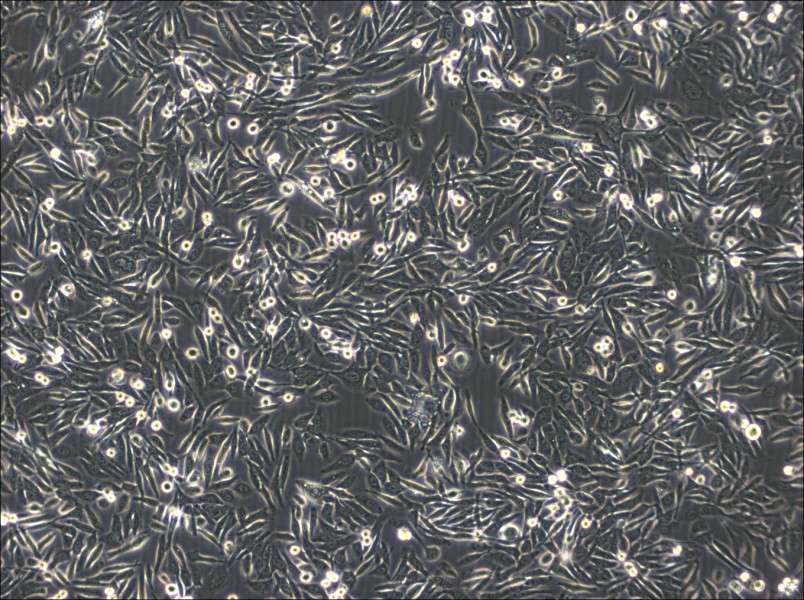 NUGC-3 Cell Complete MediumNUGC-3 Cell Complete Medium - 2
