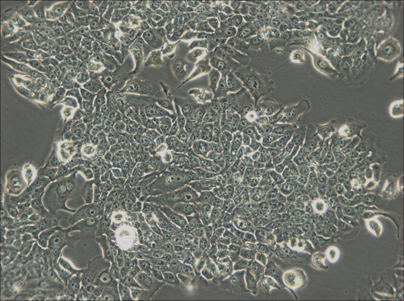 JIMT-1 Cell Complete Medium - 4