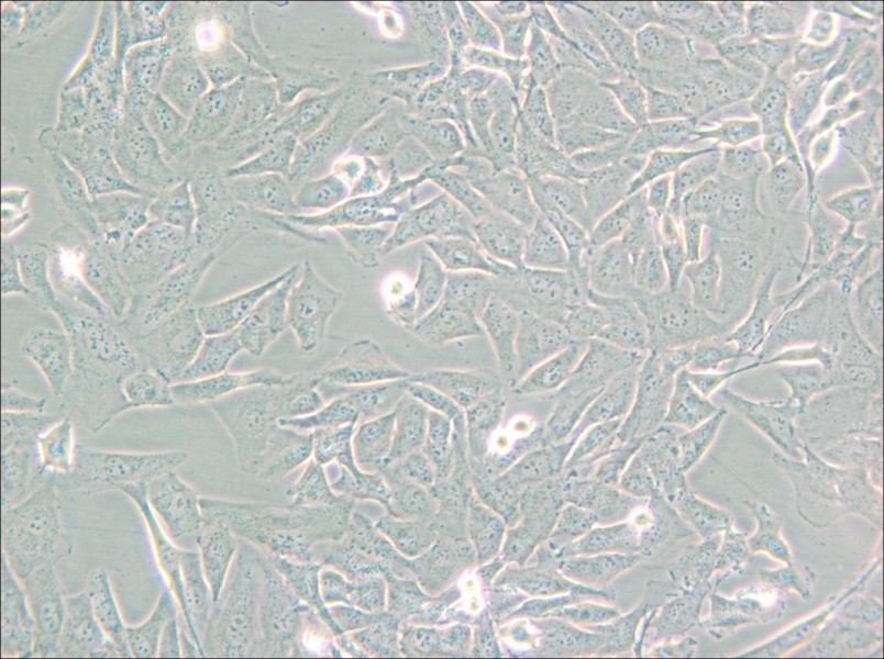 SW872 (DMEM) Cell Complete Medium - 5