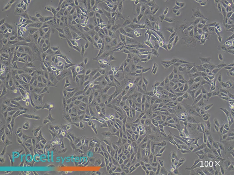Vero Cell Complete Medium - 1
