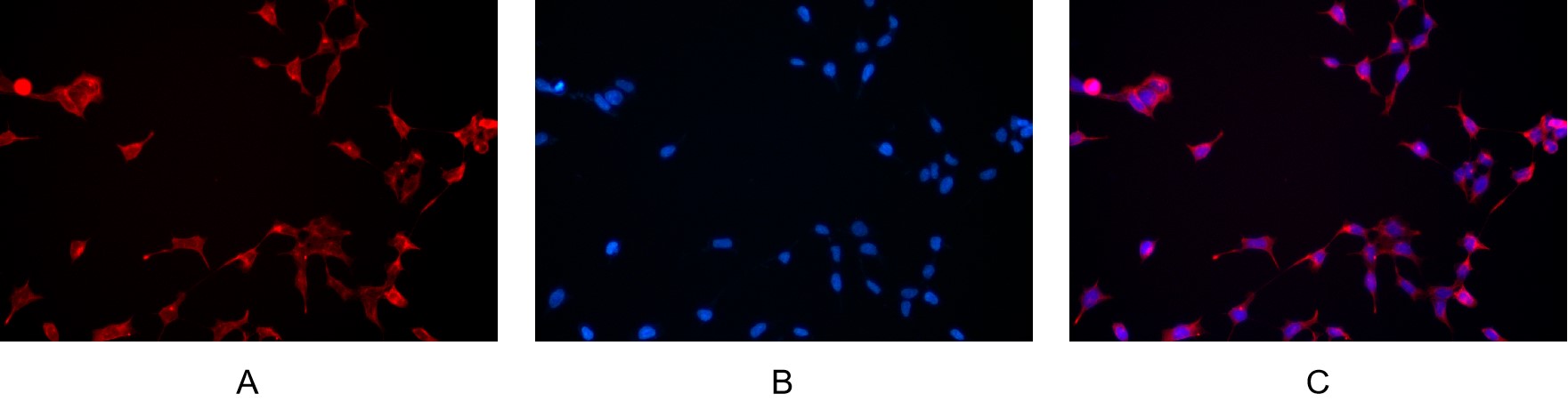 Recombinant Phospho-GSK3 beta (Ser9) Monoclonal Antibody - small - 4