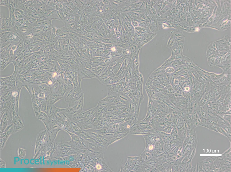 A549-TAXA549-TAX - 3