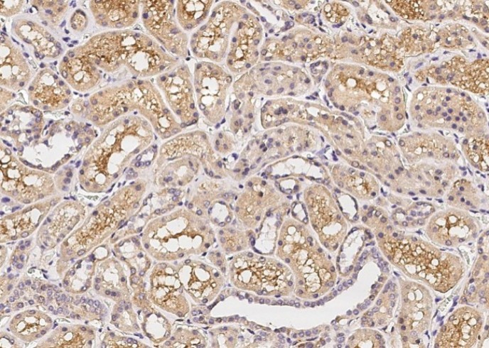 Recombinant CD200 Monoclonal Antibody - small - 2