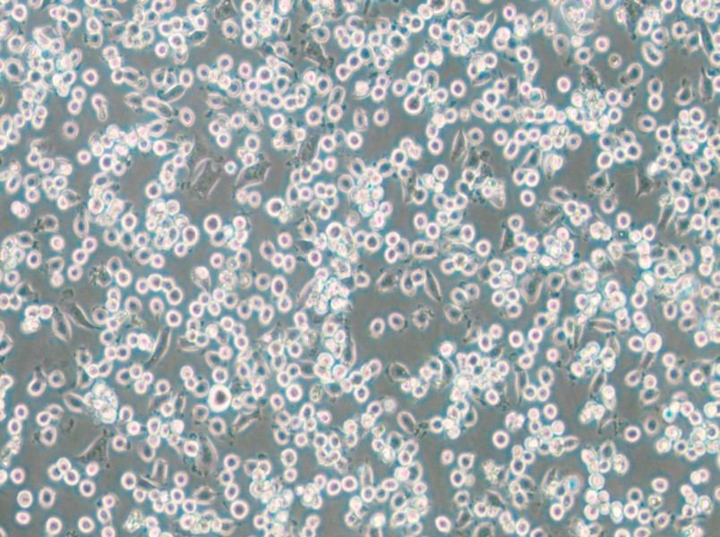 NCTC 1469 Cell Complete Medium - small - 4