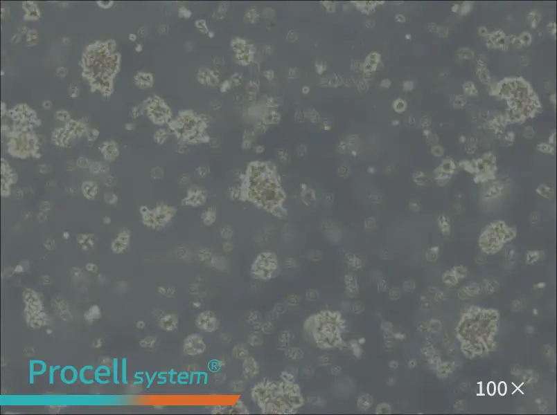 Jiyoye Cell Complete MediumJiyoye Cell Complete Medium - 3