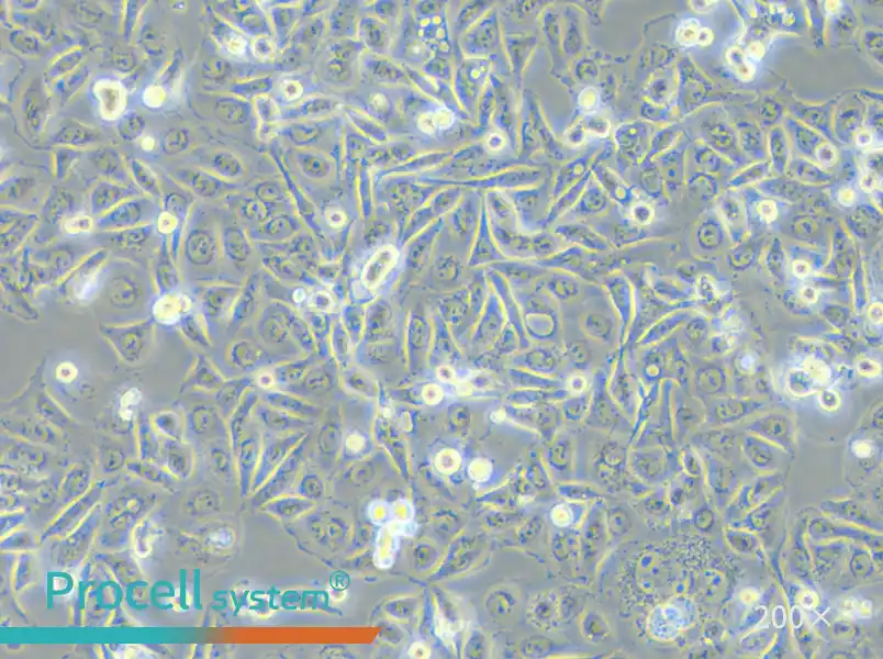 SW480 [SW-480] (DMEM) Cell Complete Medium - small - 4