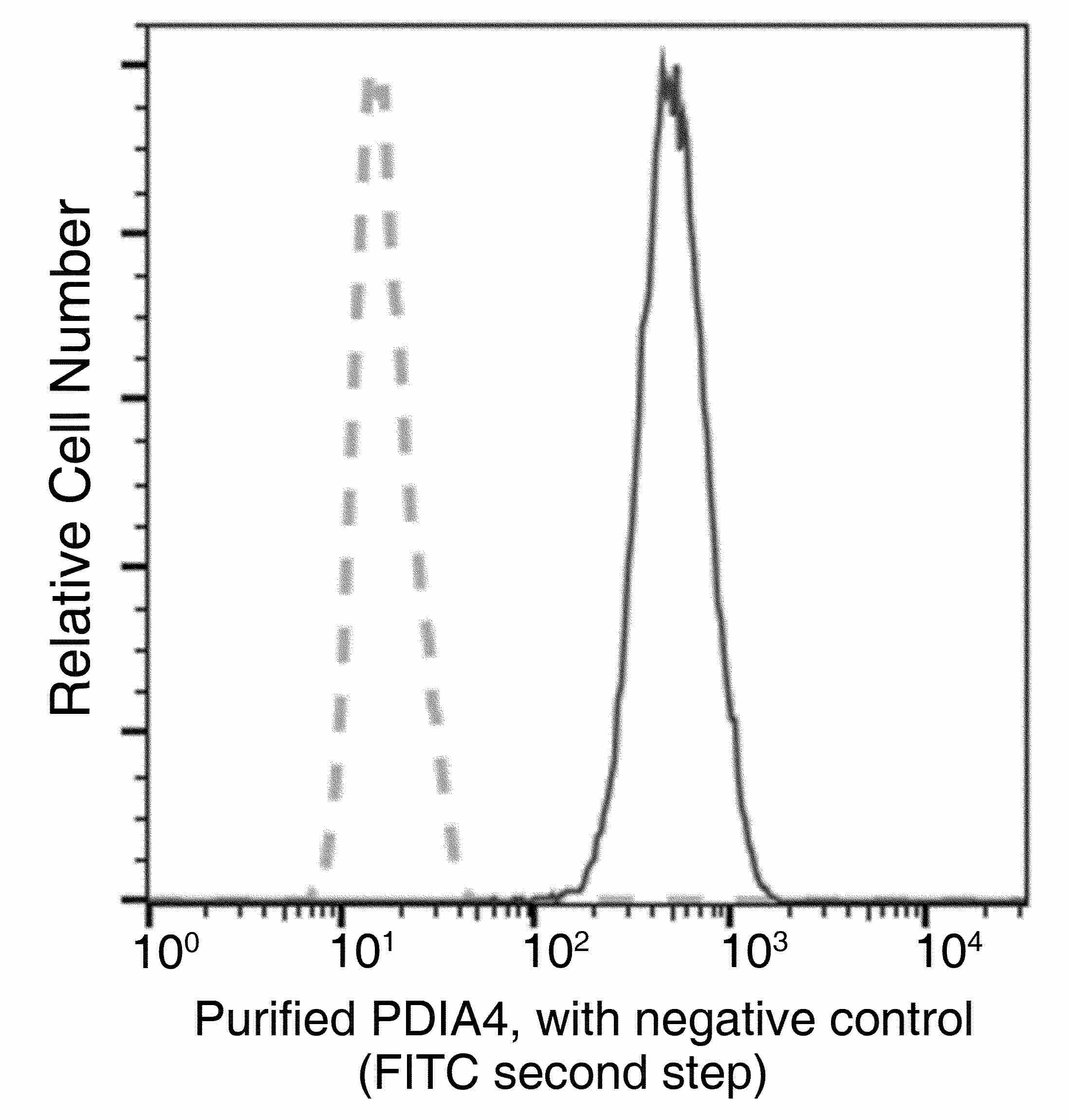 Recombinant ERP72/PDIA4 Monoclonal Antibody - small - 3