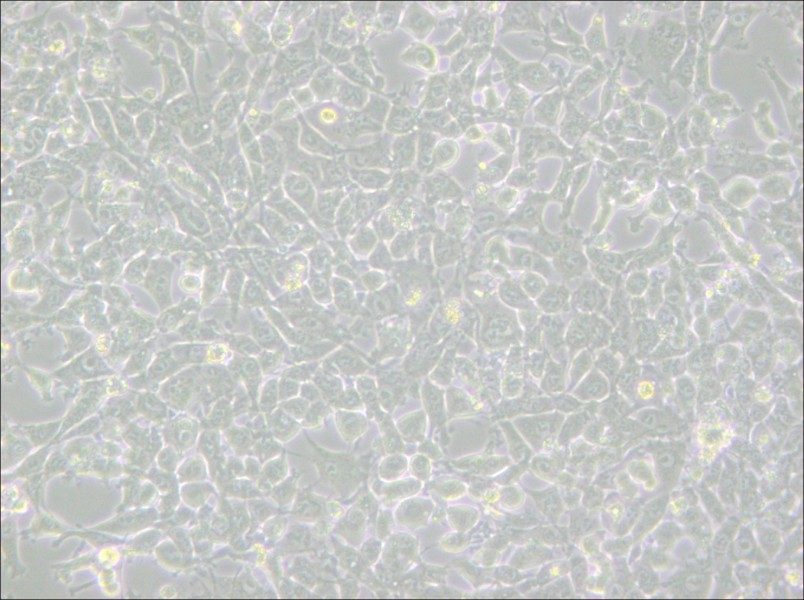 MSTO-211H Cell Complete Medium - 5