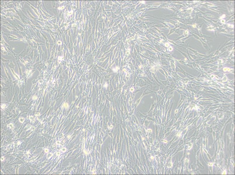 U-118 MG Cell Complete Medium - small - 2