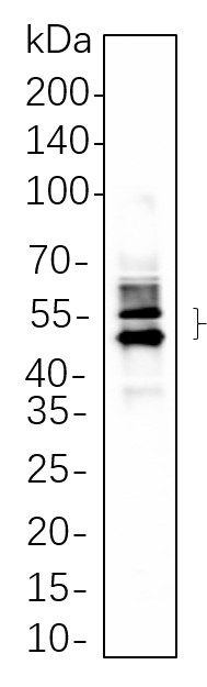 Recombinant MAPKAPK-2 Monoclonal Antibody-searchlist-1