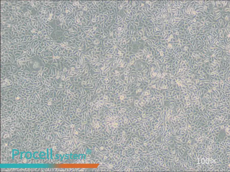 B82 Cell Complete MediumB82 Cell Complete Medium - 2