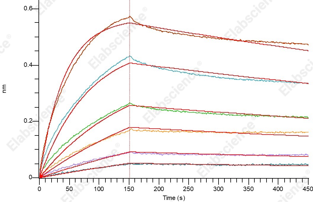 Recombinant Human Glypican-3/GPC3/OCI5 (C-Fc) - 2