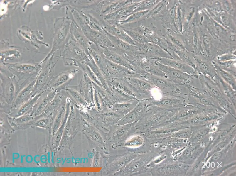 NCI-H2030 Cell Complete Medium - 4