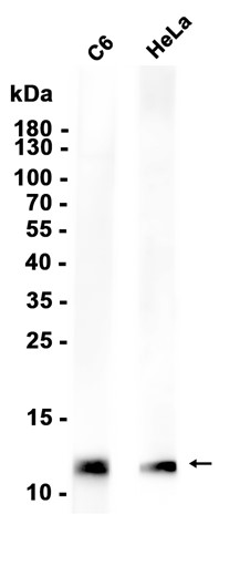 Recombinant Thioredoxin/TXN Monoclonal Antibody - 1