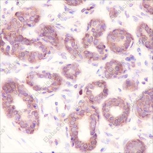 Recombinant EIF2S1 Monoclonal Antibody - 2