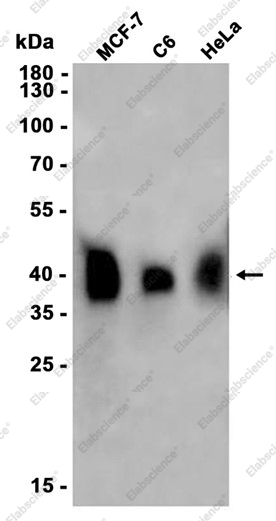 Recombinant PKA gamma (catalytic subunit) Monoclonal Antibody - 1