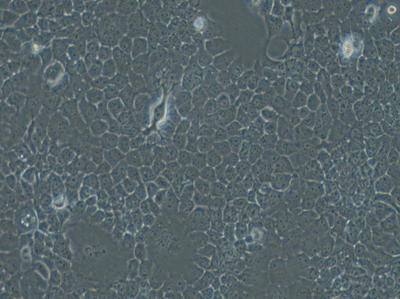 FaDu Cell Complete Medium - 5