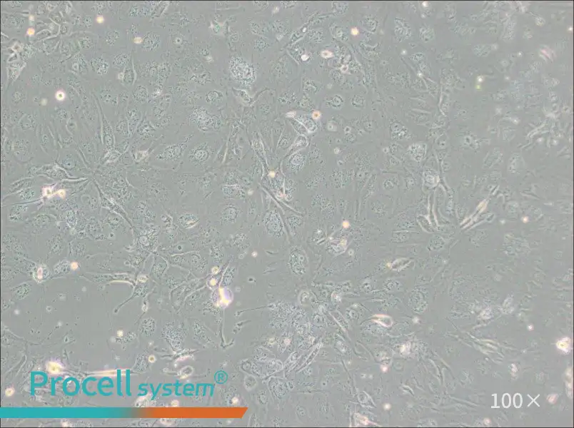 NCI-H2347 Cell Complete MediumNCI-H2347 Cell Complete Medium - 2
