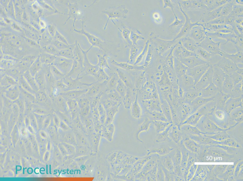 SK-6 Cell Complete Medium - 6