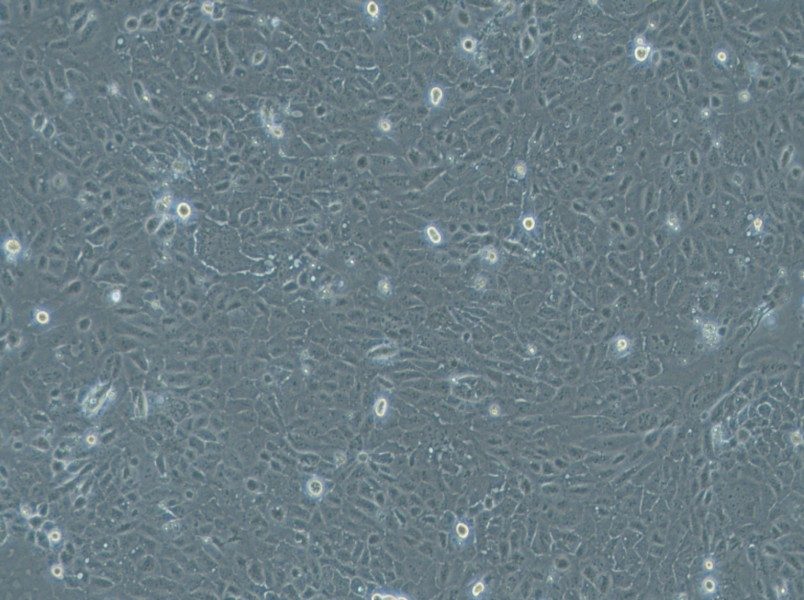 HuCC-T1 Cell Complete Medium - 2