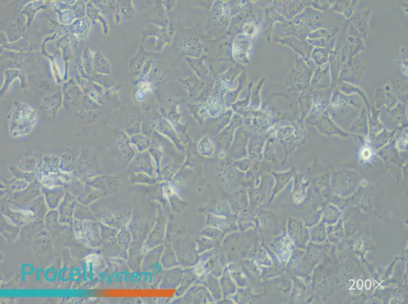Hep 3B2.1-7 Cell Complete Medium - small - 5