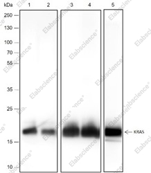Recombinant KRAS Monoclonal Antibody - 1