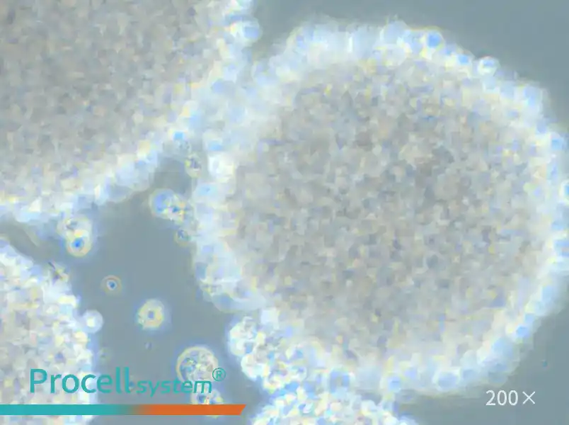 HH [Human lymphoma] Cell Complete Medium - 5