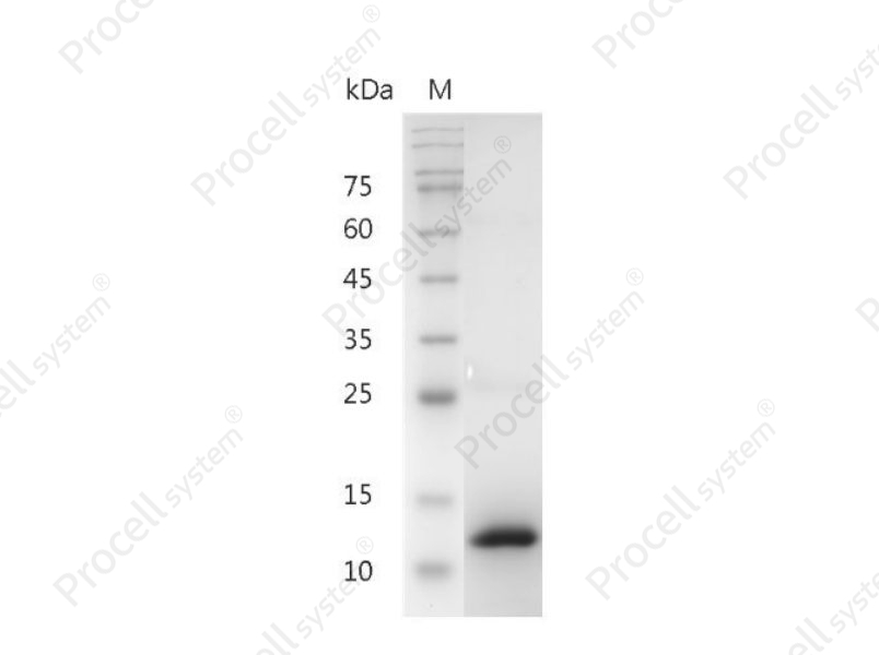 BMP-2/LEM/MCF, Human, Recombinant
