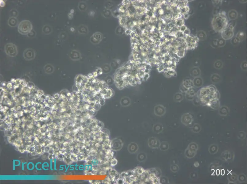 OCI-Ly3 Cell Complete Medium - small - 4