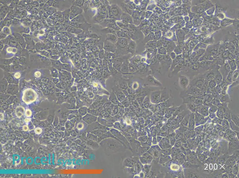 HPAC Cell Complete Medium - small - 6