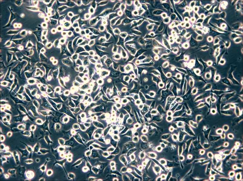 SNU-601 Cell Complete Medium - small - 6