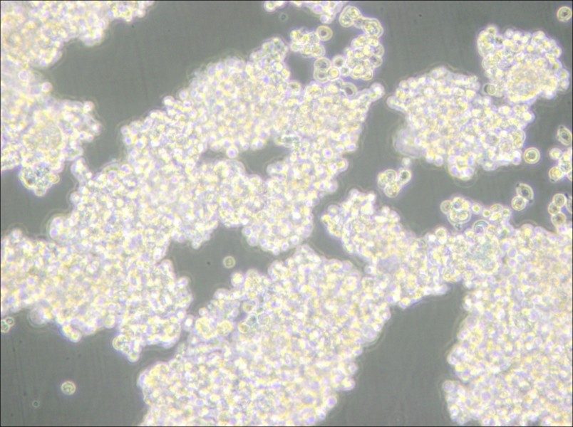 D341Med Cell Complete Medium - 4