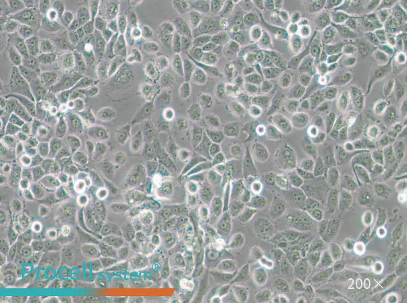 VK2/E6E7 Cell Complete Medium - small - 5