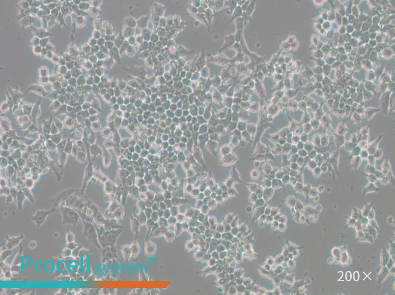 266-6 Cell Complete Medium - 5