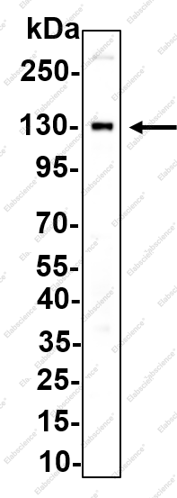 Recombinant PODXL Monoclonal Antibody - 3