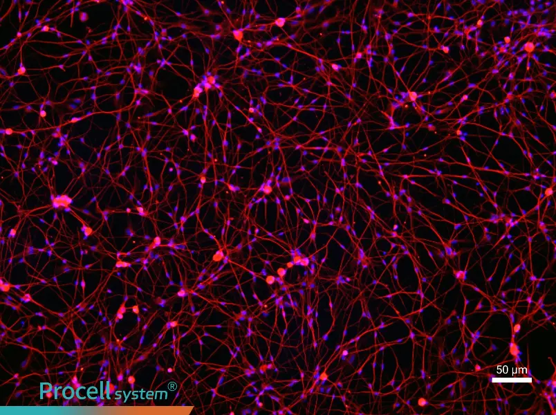 Rat Dorsal Root Ganglion Neuron Complete Medium - 1