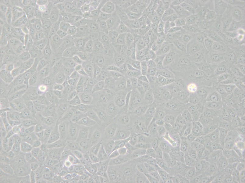 Mahlavu Cell Complete Medium - 4