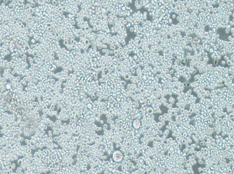 Lu-65 Cell Complete Medium-searchlist-1