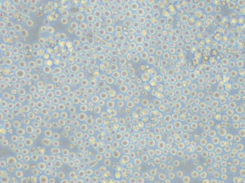 K562-FLUC Cell Complete Medium - small - 6