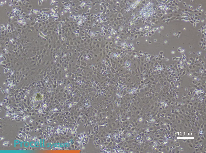 Rat Epidermal Keratinocyte Complete Medium - 3