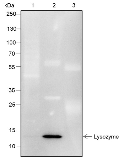 Recombinant Lysozyme Monoclonal Antibody - small - 4