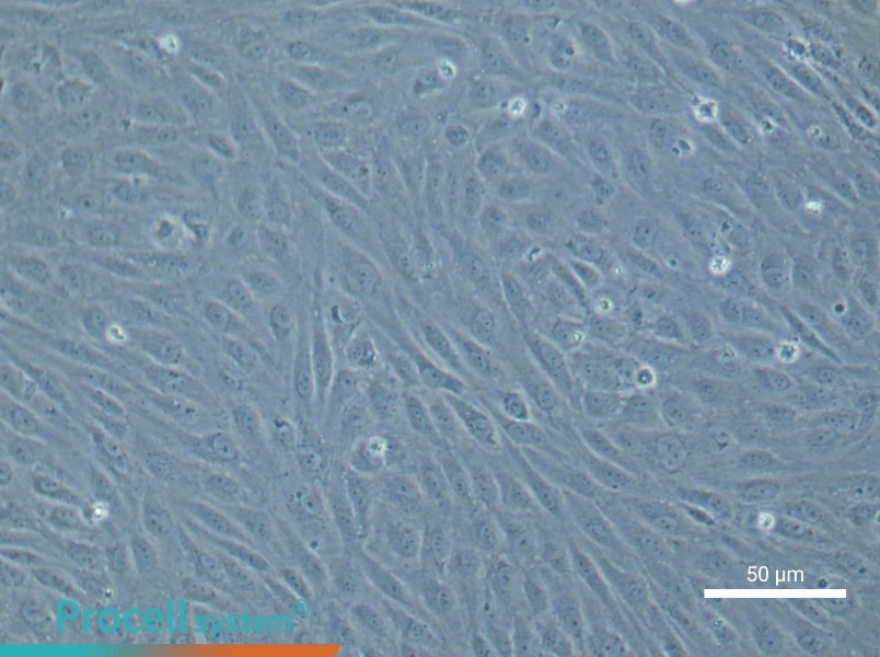Human Aortic Endothelial Cell Complete Medium - 6