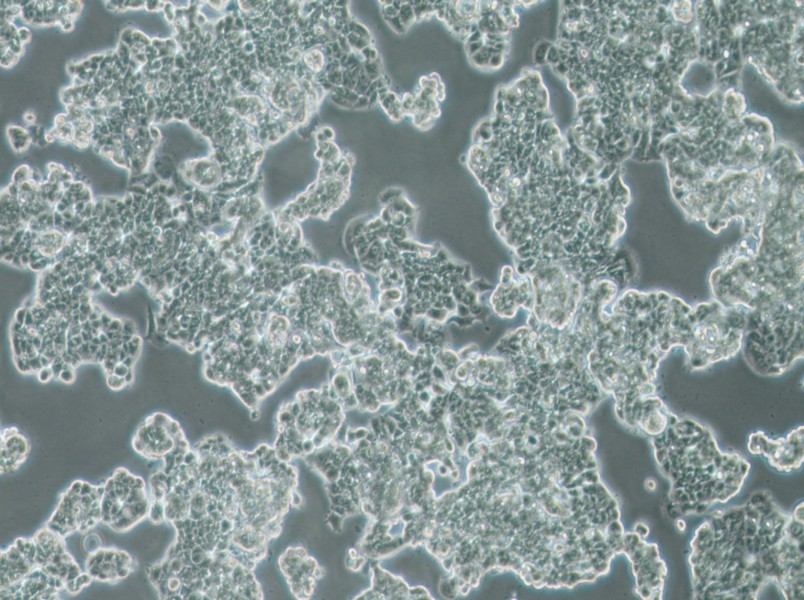 MCF7 [MCF-7] Cell Complete MediumMCF7 [MCF-7] Cell Complete Medium - 3