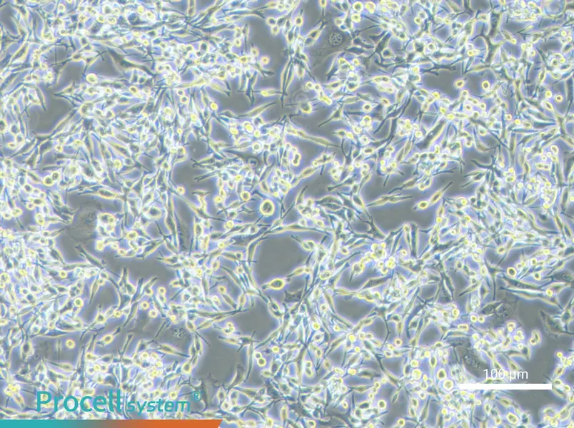 LA795 Cell Complete Medium - 1