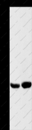 CAB39L Polyclonal Antibody - 1