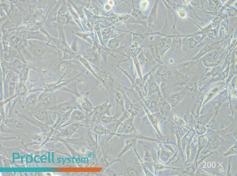 A172 Cell Complete Medium - small - 6