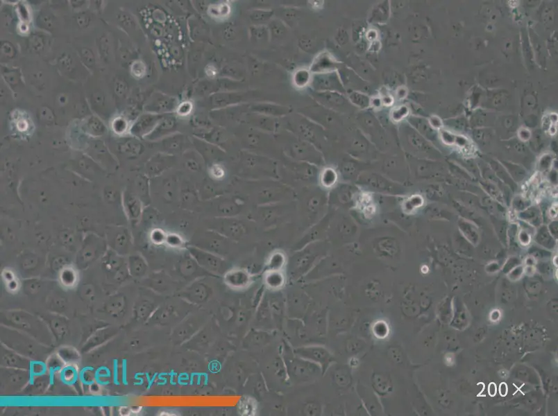 Panc 03.27 Cell Complete Medium - small - 5
