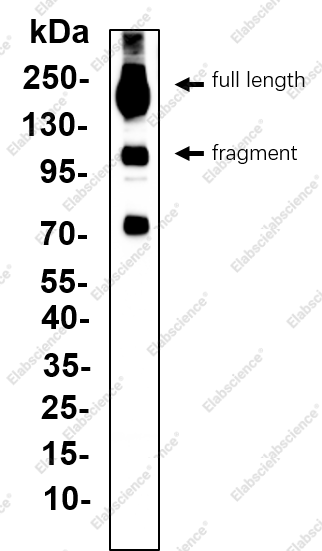 Recombinant NOTCH3 Monoclonal Antibody - 1