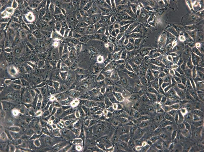 ST Cell Complete Medium - small - 4