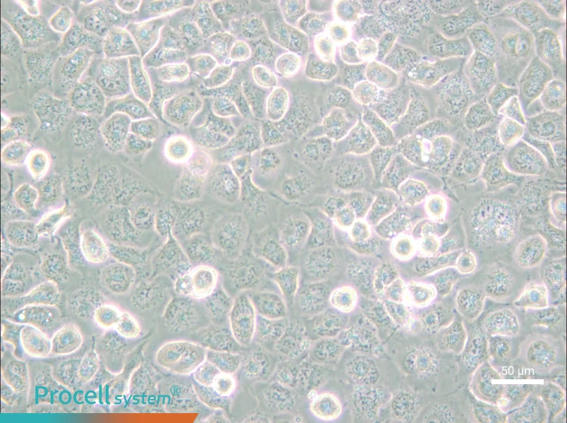 NCI-H661 - 5